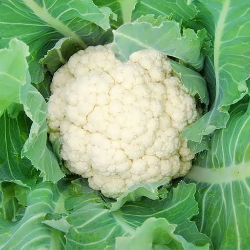 خرید و قیمت گل کلم + فروش عمده